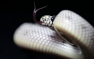 White snake black background macro - daniel lieske free wallpaper