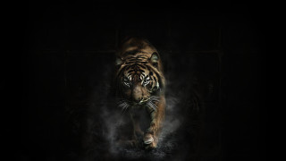 Tiger smoke darkroom digitalpainting monster - a tiger free wallpaper for desktop