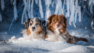 Snowy dogs in forest with - two dog free wallpaper