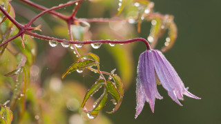 Purple flower water droplets macro 34 - leaf and buds free wallpaper