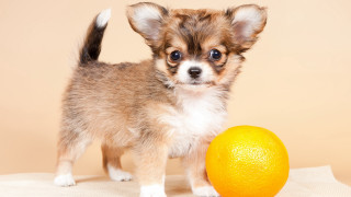 Small dog orange tablecloth beige - a tablecloth free wallpaper