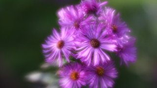 Purple flowers blurry background impressionism - soft free wallpaper