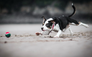Dog running beach rain tongue - mouth open free wallpaper