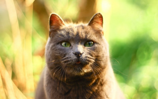Cat green eyes nature blurry - dof free wallpaper for desktop