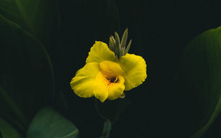 Yellow flower bee green background - a bee free wallpaper