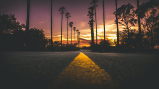 Yellow line palm trees sunset - cinematic landscape free wallpaper