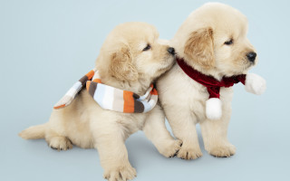 Puppies scarfs hats blue background - two puppy free wallpaper