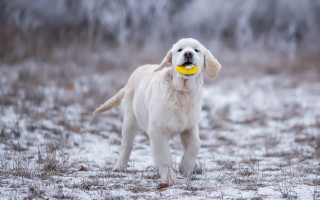 White dog yellow frisbee snow - a white dog free wallpaper