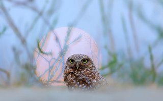 Small owl egg bokeh nature - a small owl free wallpaper