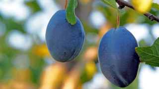 Blue fruits tree bokeh blurry - branch free wallpaper for desktop