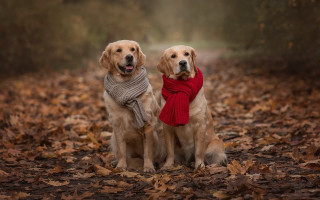 Dogs leaves woods scarves foggy - two dog free wallpaper