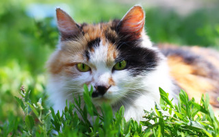 Cat green eyes grass sad - green eye free wallpaper