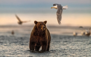 Brown bear water seagulls beach - a brown bear free wallpaper