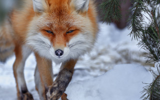 Red fox snow branch pine - a red fox free wallpaper