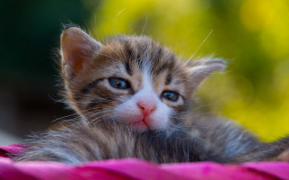 Blue eyed kitten curious look - a pink blanket free wallpaper