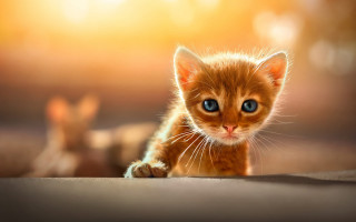 Small kitten blue eyes portrait - daniel lieske free wallpaper for desktop