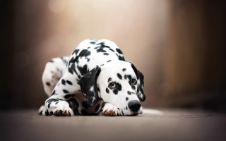Dalmatian puppy laying photorealistic animal - the camera len free wallpaper