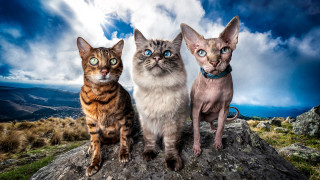 Three cats rock sky mountain - david teniers iii free wallpaper