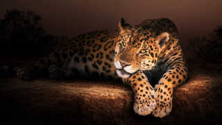 Leopard night animals kabans gloves - one paw free wallpaper