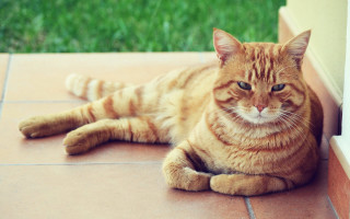 Cat orange blurry background outdoors - mannerism free wallpaper