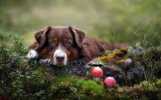 Dog grass mushrooms nature bush - a dog free wallpaper for desktop