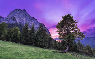 Tree mountains sunset purple sky - a tree in a field free wallpaper