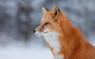 Red fox snowy background furry - a red fox free wallpaper