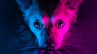 Dog neon pink blue light - neon color free wallpaper