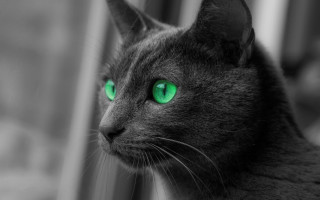 Cat green eyes window curtain - green eye free wallpaper for desktop