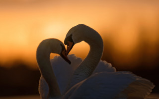 Swans romantic puzzle sunset clouds - their neck free wallpaper for desktop