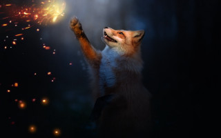 Fox sparkler fireworks night fantasy - a sparkler free wallpaper