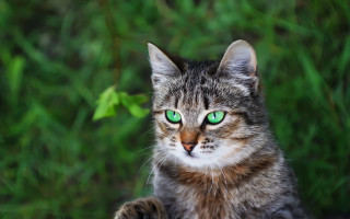 Cat green eyes bush outdoors - side and a blurry background free wallpaper