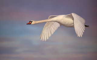 White swan flying cloudy sky - a white swan free wallpaper