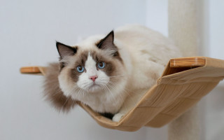 Black cat blue eyes cat 2 - a portrait free wallpaper