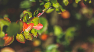 Plant leaves flowers blurry background - stem and a blurry background free wallpaper