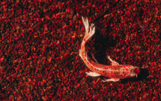 Fish water pebbles blackwhite autumn - a fish free wallpaper