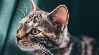 Cat couch distant gaze blurry - mannerism free wallpaper