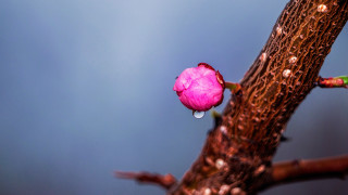 Pink flower water drops tree - drop of water free wallpaper