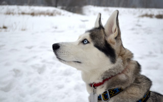 Husky snow dog collar forest - husky free wallpaper