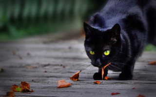 Black cat green eyes outdoor 2 - sharp focus free wallpaper
