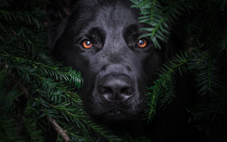 Black dog orange eyes hiding - orange eye free wallpaper