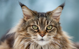 Long haired cat serious eye - symmetrical eye free wallpaper