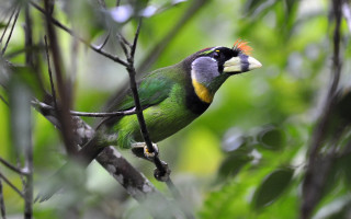 Colorful bird branch tree leaves 3 - sumatraism free wallpaper for desktop