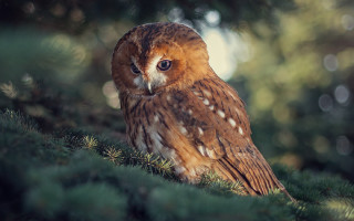 Brown owl forest bokeh naturalism - a lush green forest free wallpaper