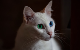 White cat blue eyes serious 4 - a white cat free wallpaper