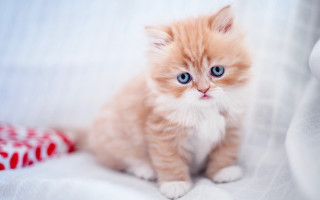 Small kitten blue eyes white 4 - pillow free wallpaper