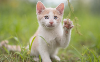 Kitten waving grass blurry background - sharp claw free wallpaper