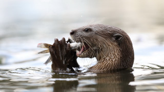 Otter biting fish water sharp - a fish free wallpaper