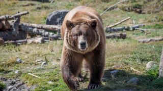 Brown bear field forest nature - a grass free wallpaper