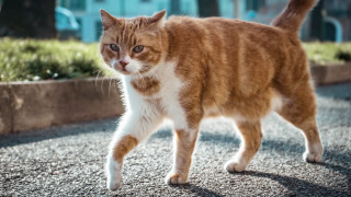 Cat street flower planter neoism - a planter free wallpaper